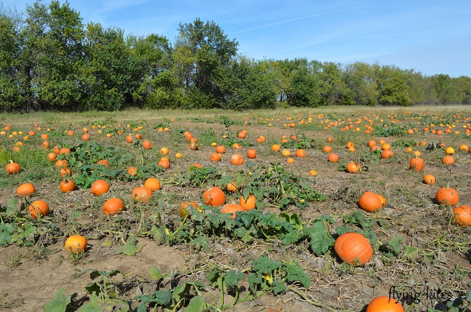 pumpkinpatch4