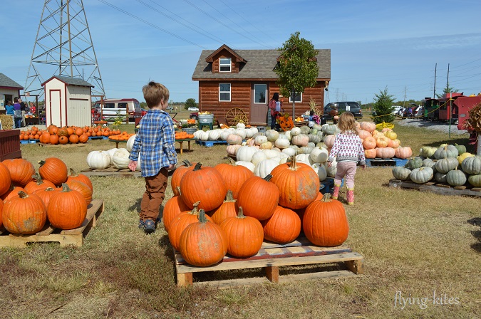 pumpkinpatch6